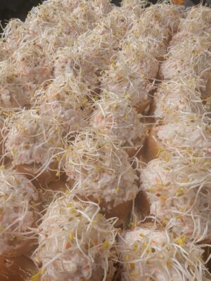 Plateau Mini Tapas Cangrejo